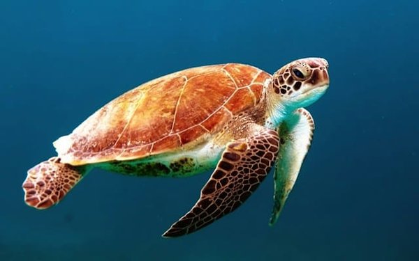 Comment prévenir les maladies courantes chez les tortues aquatiques ?