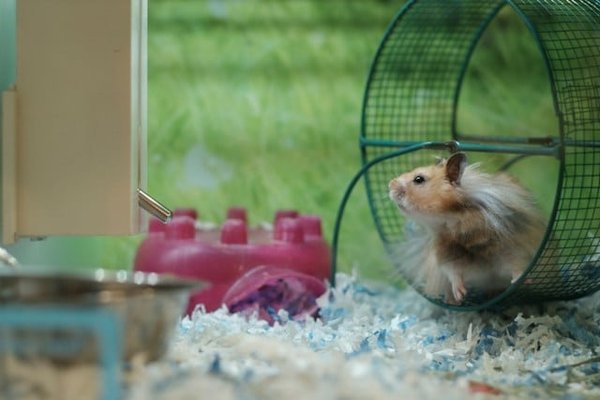 Comment choisir le meilleur type de roue d'exercice pour un hamster nain ?