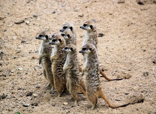 Les suricates communiquent-ils avec des postures corporelles spécifiques ?