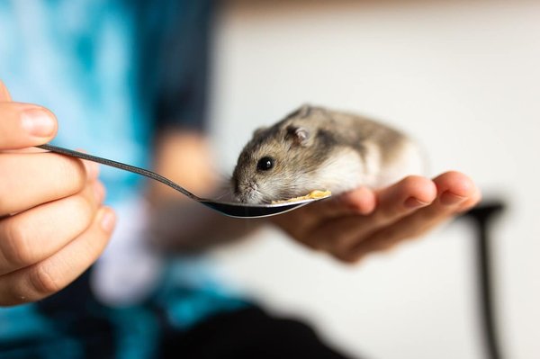 Méthodes pour stimuler l'activité physique d'un hamster russe