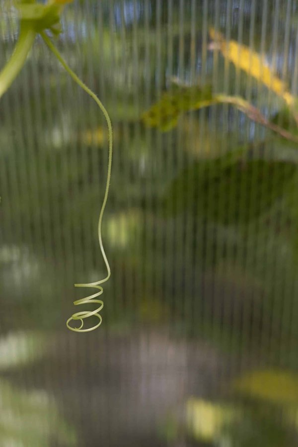 Comment créer un espace de vie adapté pour un chien souffrant de démence canine ou de troubles cognitifs liés à l'âge ?