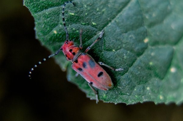 Les avantages de la terre de diatomée pour éloigner les insectes