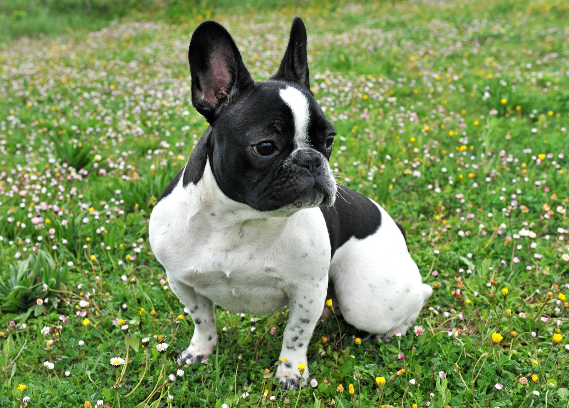 Découvrez pourquoi le bouledogue français est le meilleur ami idéal ...